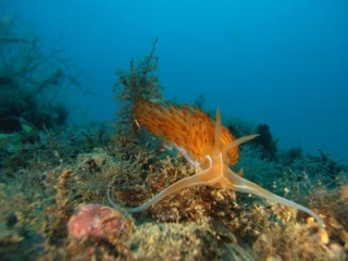  Descubrimientos únicos bajo el agua en Palava les Flots 